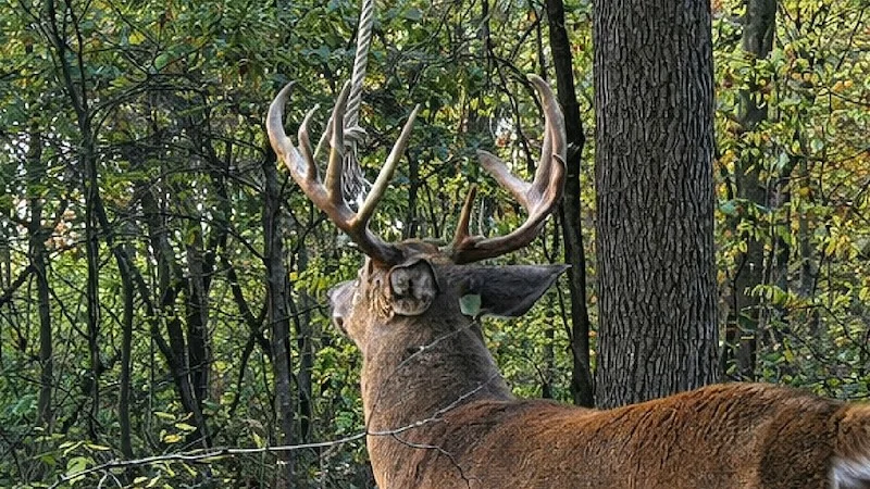 big_buck_scent_marking_a_hodag_hempscent_rope_setup-dbaf