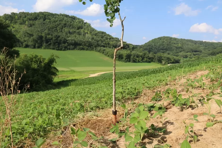 deer hunting licking stick