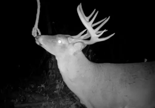 Screen-Shot-2020-10-13-at-12.32.05-PM