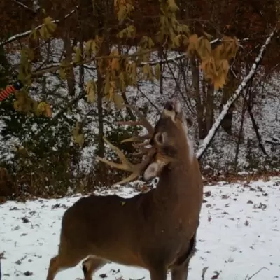 Screen-Shot-2020-10-13-at-9.17.02-AM