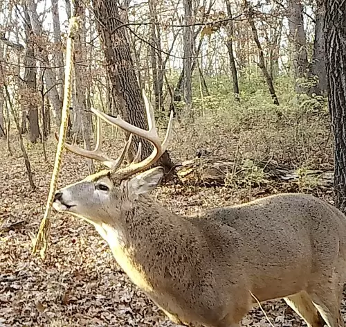 hemp rope for deer mock scrapes