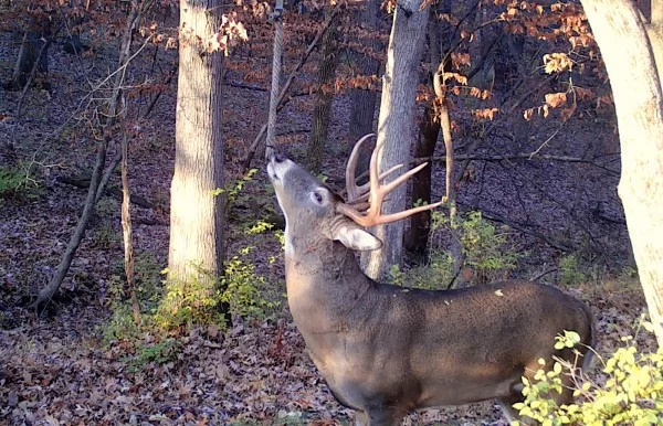 hemp rope mock scrapes