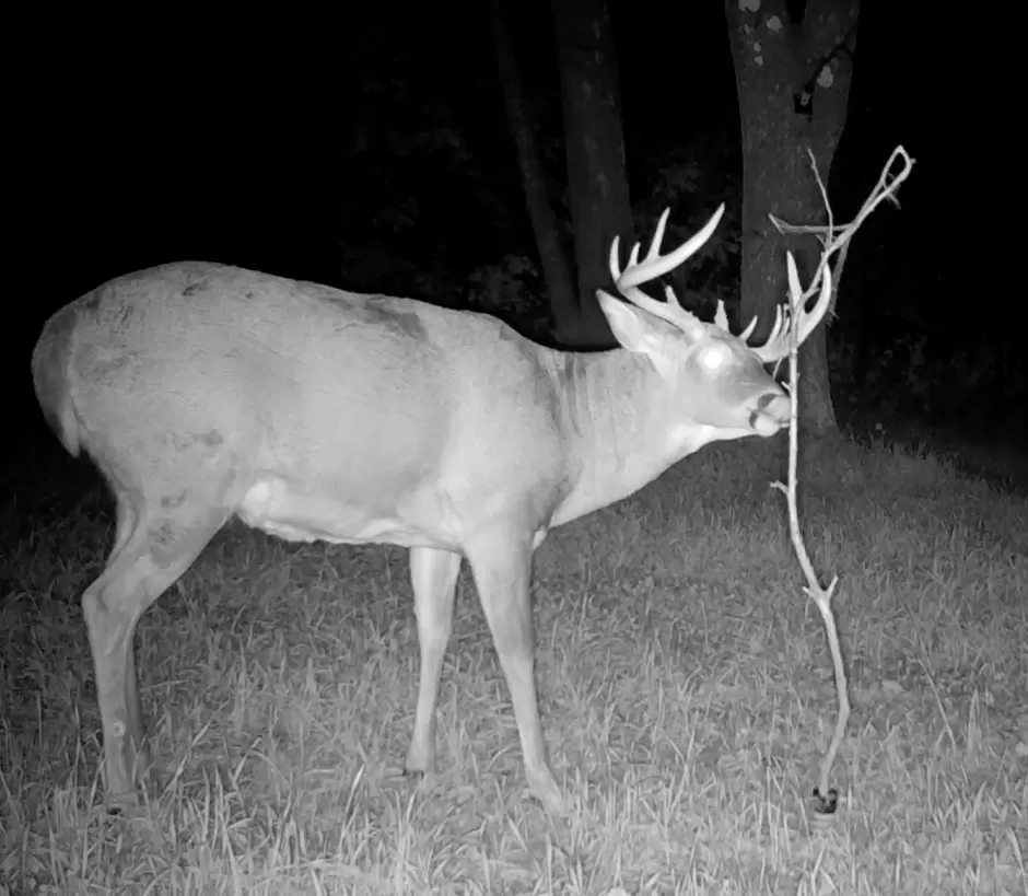 deer hunting products