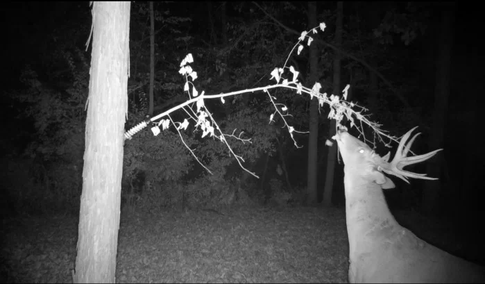 deer hunting scrapes