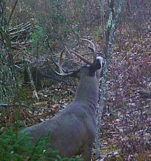 hemp rope mock scrape