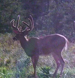 big northern wisconsin buck