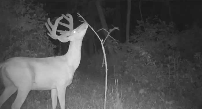 summer deer trailcamera strategy