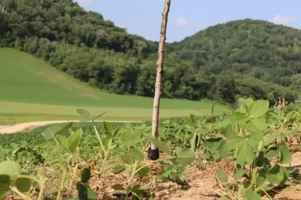 Improving Your Food Plots w/ the HODAG Licking Stick