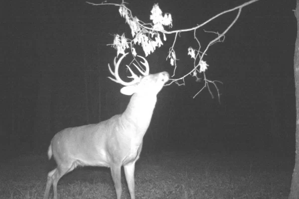 The Season of the Scrapes