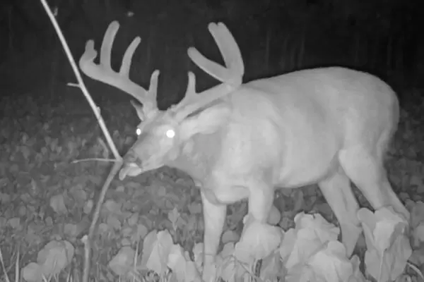 Summer Deer Scouting: Creating a Summer Scent Communication Hub