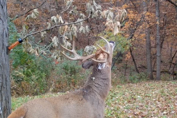 Eliminating Competition for the Ultimate Mock Scrape