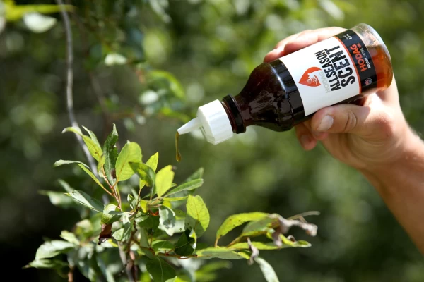 Why is HODAG AllSeason Scent the Best Mock Scrape Scent?