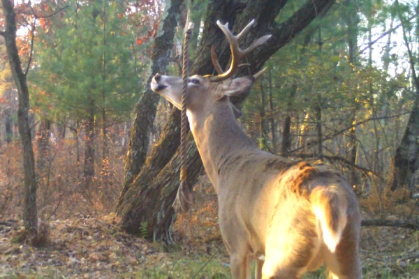 From Mock Scrapes to Active Scrapes: Building Better Deer Scent Hubs with HODAG's HempScent Rope (Field-Tested Lessons)